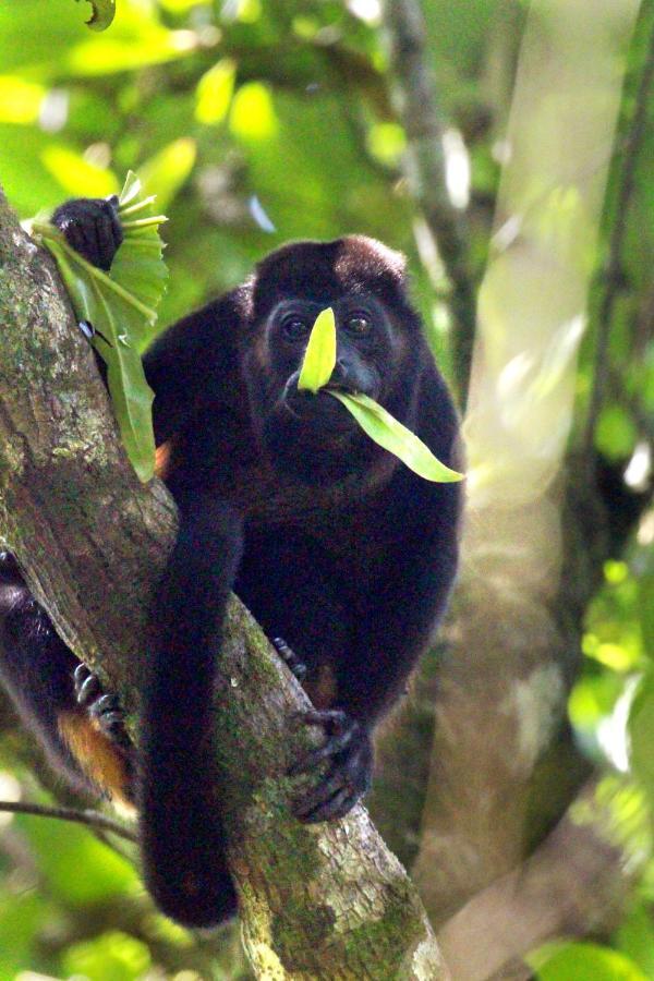Finca La Paz - Sarapiqui Puerto Viejo de Sarapiqui Bagian luar foto